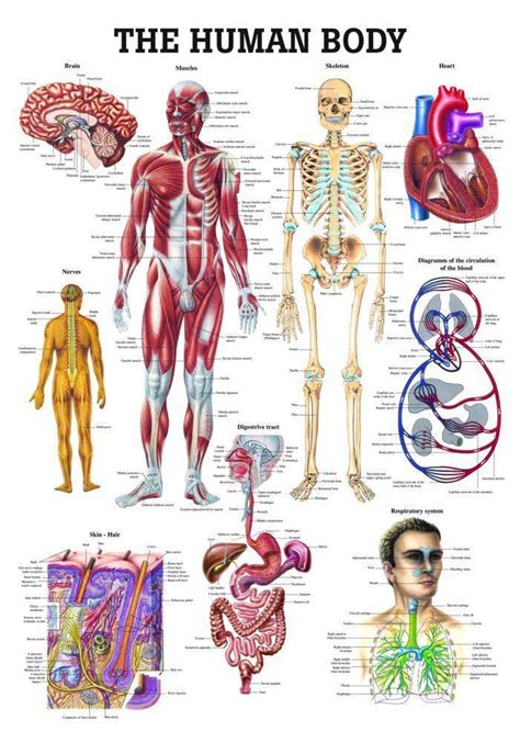 anatomik body|a picture of human anatomy.